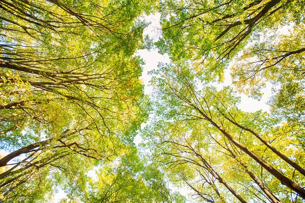 Érzem a természet őszi erdő — Stock Fotó