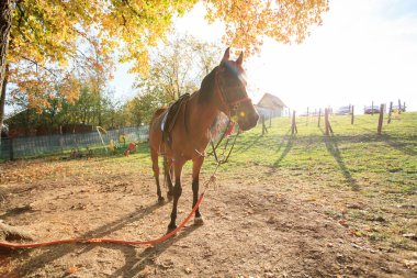 kırsal çiftlik ata