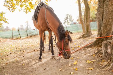 kırsal çiftlik ata