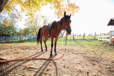 kırsal çiftlik ata