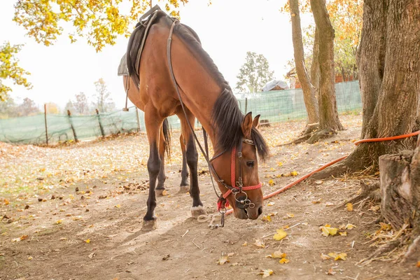 Horse on rural farm — Stock Photo, Image