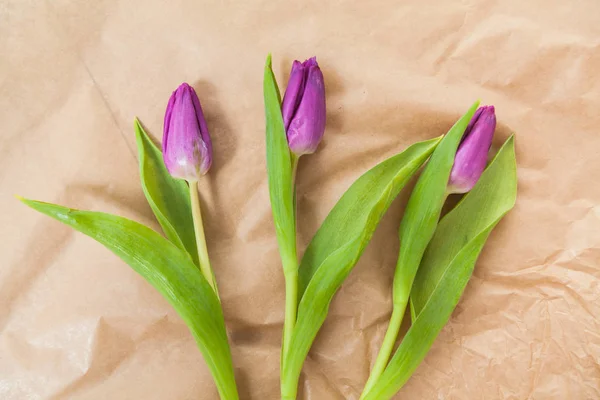 Tulipany kwiat pozdrowienie — Zdjęcie stockowe
