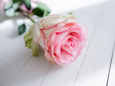 Güzel gül çiçeği