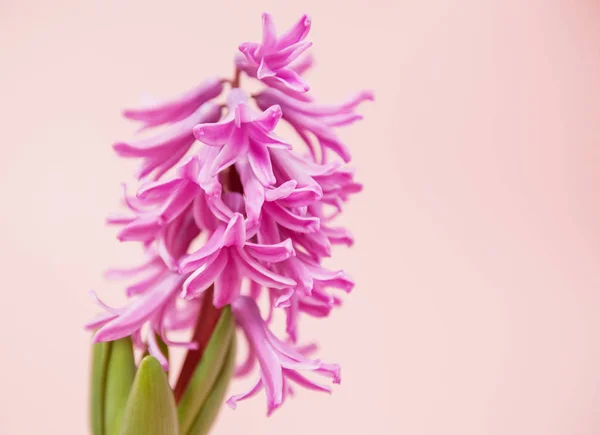 Hyacinth plantas floridas perfumadas — Fotografia de Stock