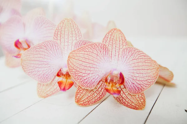 Meditazione spa di fiori di orchidee — Foto Stock