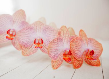 Orkide çiçek spa meditasyon