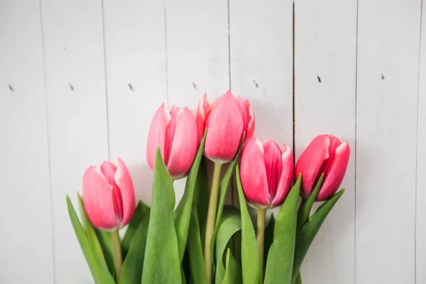 Spring Love Romance Tulip — Stock Photo, Image