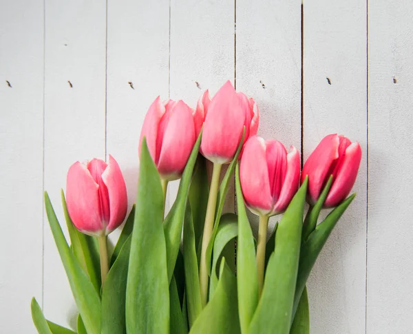 Spring Love Romance Tulip — Stock Photo, Image