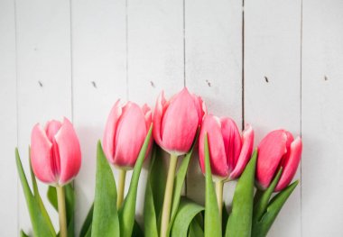 Bahar aşk romantik Tulip