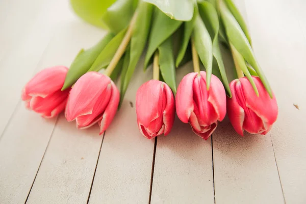 Spring Love Romance Tulip — Stock Photo, Image