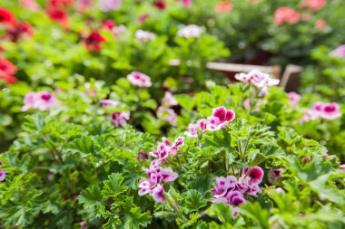 renkli bahar çiçekleri