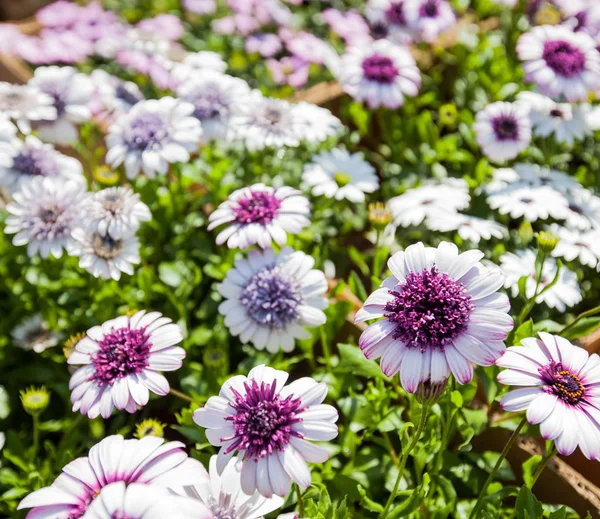 Coloridas flores de primavera —  Fotos de Stock