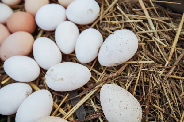 Domestic organic eggs farm — Stock Photo, Image