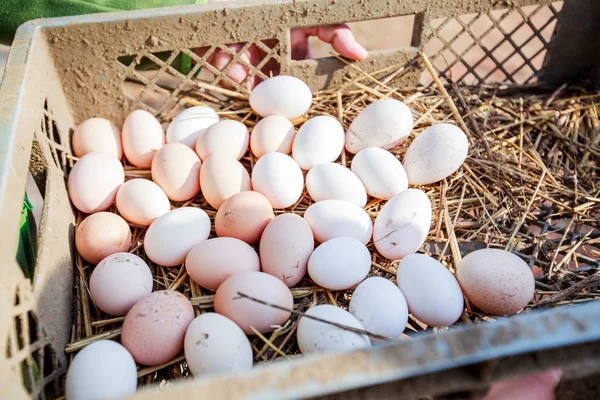 Binnenlandse biologische eieren boerderij — Stockfoto
