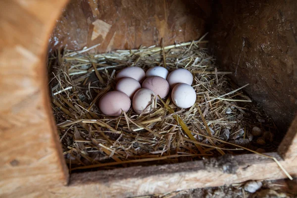 Granja de huevos ecológicos domésticos — Foto de Stock