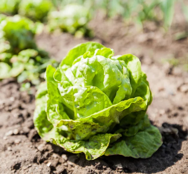 Bio-grünes Salatgemüse — Stockfoto