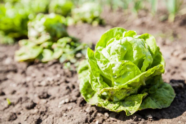 Organic Green Lettuce Vegetable — Stock Photo, Image