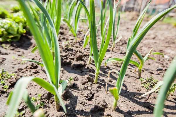 Plantaardige biologische lente-ui — Stockfoto