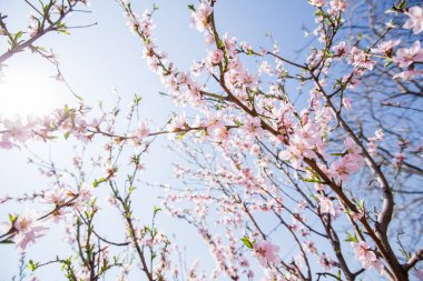 Güzel bahar ağacı çiçeği, mavi gökyüzü arka planda 