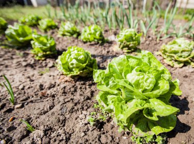 Bahçesinde taze organik yeşil salata