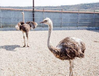 Devekuşu hayvanat bahçesinde yakın çekim 