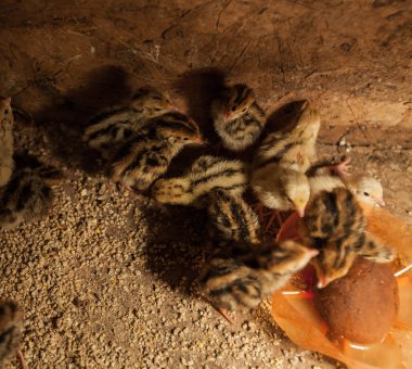 Bebek bıldırcın bir tavuk çiftliğinde
