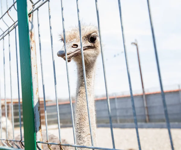 Ostrich Zoo Close — Stock Photo, Image