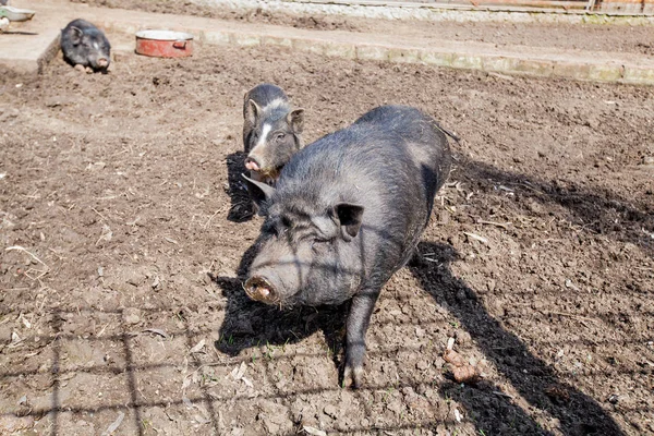 Černé Plemeno Prasat Farmě — Stock fotografie