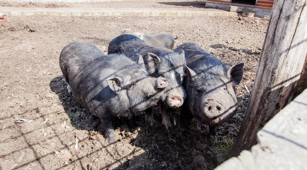 Raza Negra Cerdo Granja —  Fotos de Stock