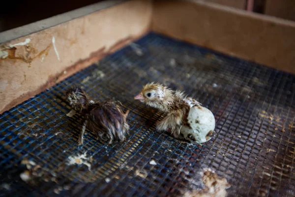 Codorniz Recém Nascida Sai Ovos Uma Fazenda Aves — Fotografia de Stock