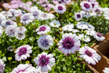 renkli bahar çiçekleri