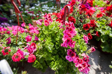 renkli bahar çiçekleri