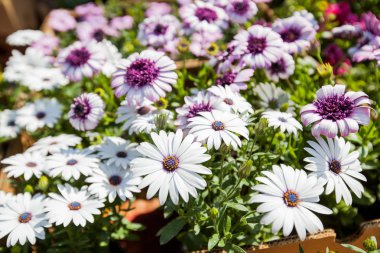 renkli bahar çiçekleri