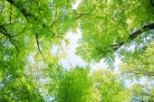 zelené Lesní krajina