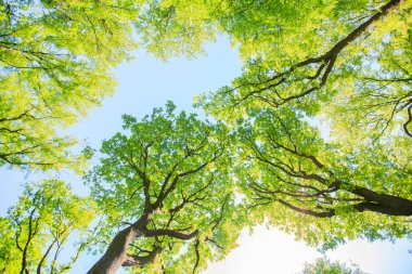 Yeşil orman manzarası