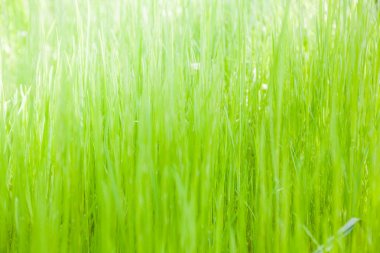 Yeşil Çimen Arkaplanı