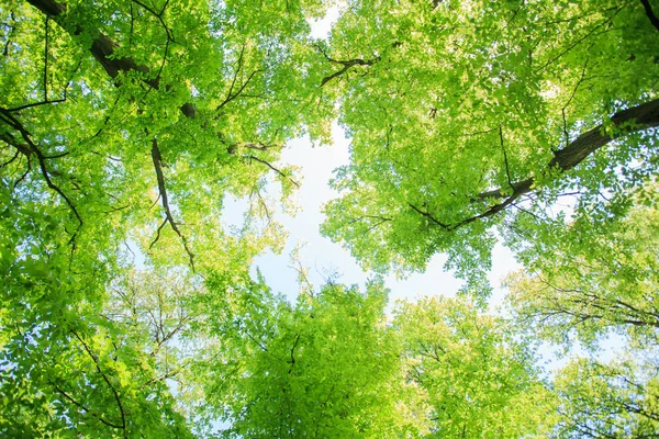 緑の森の風景 — ストック写真