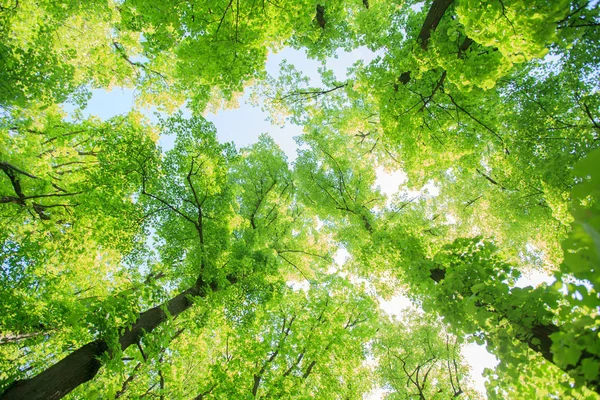 녹색 숲 풍경 — 스톡 사진