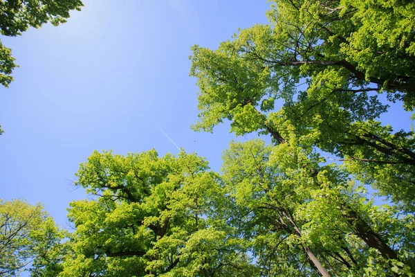 Paisagem florestal verde — Fotografia de Stock