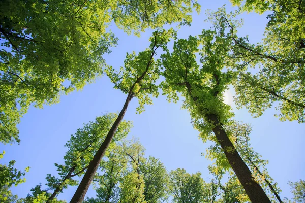 Paisagem florestal verde — Fotografia de Stock