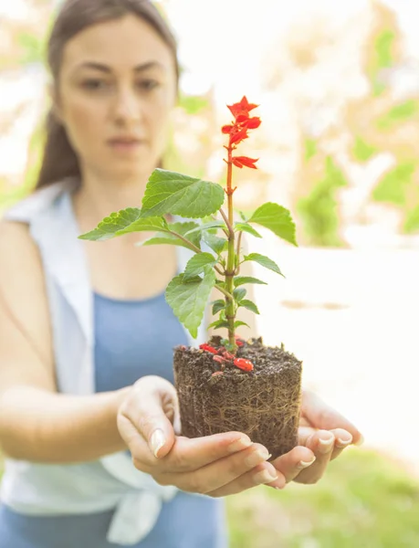 若い植物苗の準備 — ストック写真