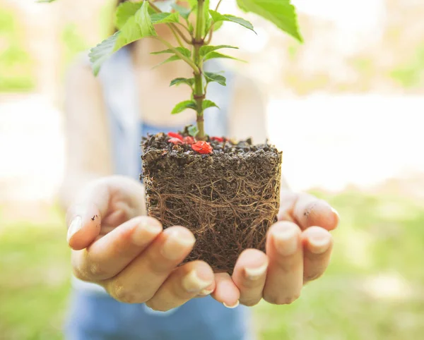 Planta jovem pronta para plântulas — Fotografia de Stock