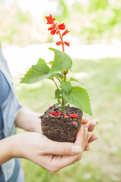 Young plant ready for seedling — Stock Photo, Image