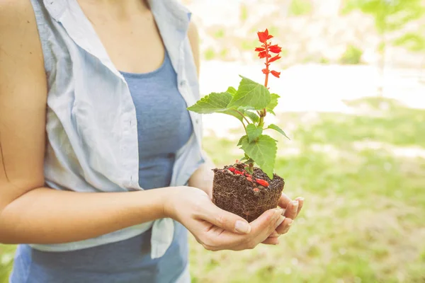 Ung planta redo för plantan — Stockfoto