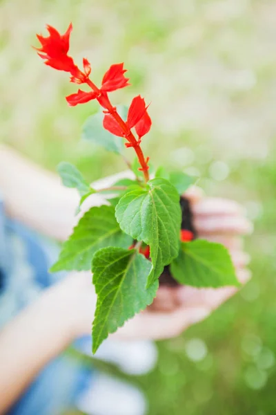 若い植物苗の準備 — ストック写真