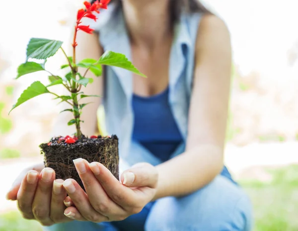 Young plant ready for seedling — Stock Photo, Image