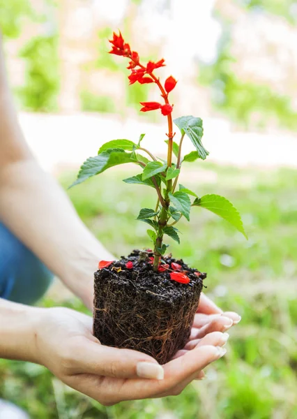 Ung planta redo för plantan — Stockfoto