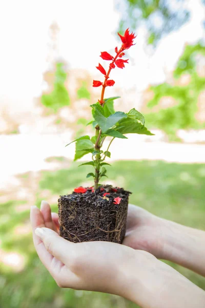 若い植物苗の準備 — ストック写真