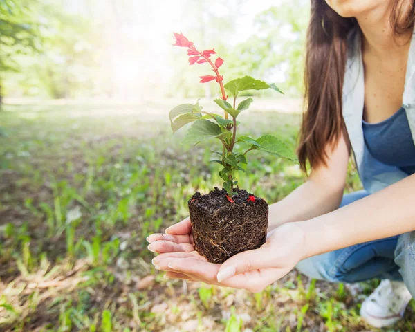 若い植物苗の準備 — ストック写真