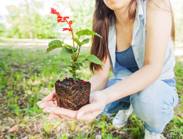 若い植物苗の準備 — ストック写真